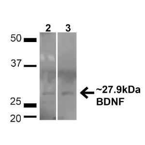 Antibody A304943-100 100 µg