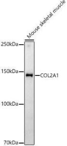 Antibody A306085-100 100 µl