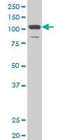 Anti-DAAM1 Mouse Monoclonal Antibody [clone: 4H3]