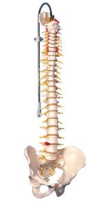 Spine model