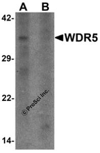 Western blot analysis of WDR5 in 293 cell lysate with WDR5 antibody at 1 &#956;g/ml in (A) the absence and (B) the presence of blocking peptide.