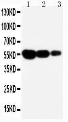 Anti-CD95 Rabbit Polyclonal Antibody