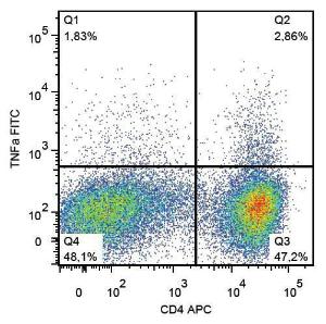 Anti-TNF alpha antibody