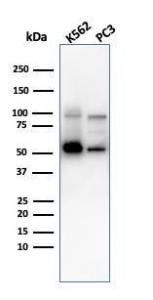 Western blot analysis of K562 and PC3 cell lysates using Anti-SERBP1 Antibody [SERBP1/3497]