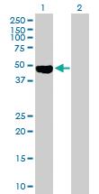 Anti-OSMR Mouse Polyclonal Antibody