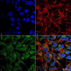 Antibody A304943-100 100 µg