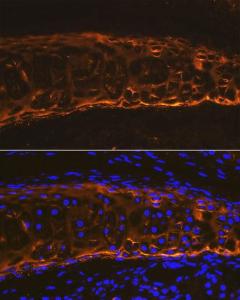 Antibody A306085-100 100 µl