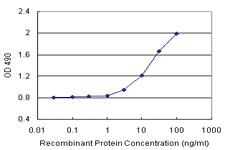 Anti-MAP2K2 Polyclonal Antibody Pair