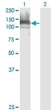 Anti-DAAM1 Mouse Monoclonal Antibody [clone: 4H3]