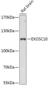 Western blot analysis of extracts of Rat brain, using Anti-EXOSC10/RRP6 Antibody (A309007) at 1:1,000 dilution The secondary antibody was Goat Anti-Rabbit IgG H&L Antibody (HRP) at 1:10,000 dilution Lysates/proteins were present at 25 µg per lane