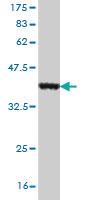 Anti-OLFM3 Mouse Monoclonal Antibody [clone: 3A2]