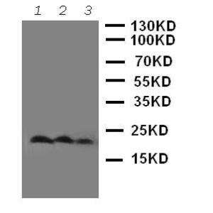 Anti-CD90/Thy1 Rabbit Polyclonal Antibody