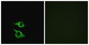 Immunofluorescence analysis of HeLa cells using Anti-OR5AP2 Antibody. The right hand panel represents a negative control, where the antibody was pre-incubated with the immunising peptide.