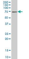 Anti-DTNB Mouse Polyclonal Antibody