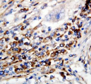 Anti-CD90/Thy1 Rabbit Polyclonal Antibody