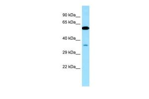 Anti-VPS33A Rabbit Polyclonal Antibody