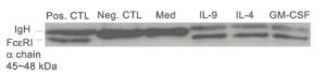 Anti-FCER1A antibody