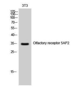 Western blot analysis of 3T3 cells using Anti-OR5AP2 Antibody