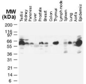 Anti-TRAF-2 Rabbit Polyclonal Antibody