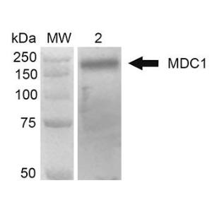 Western blot analysis of human Embryonic kidney epithelial cell line (HEK293T) lysate showing detection of 184 kDa MDC1 protein using Anti-MDC1 Antibody [P2B11] (A304945)