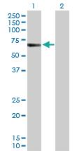 Anti-CREB5 Rabbit Polyclonal Antibody