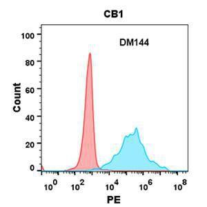 Anti-Cannabinoid Receptor I antibody