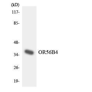 Anti-OR56B4 antibody