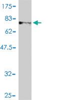 Anti-NEK11 Mouse Monoclonal Antibody [clone: 4E1-1F4]