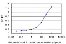 Anti-KIF26A Mouse Monoclonal Antibody [clone: 3C10]