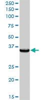 Anti-HBEGF Rabbit Polyclonal Antibody