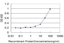 Anti-DAAM1 Mouse Monoclonal Antibody [clone: 4H3]