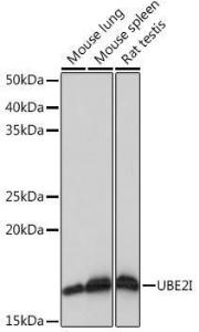 Anti-UBE2I/UBC9 Rabbit Monoclonal Antibody [clone: ARC0996]