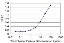 Anti-MEF2A Mouse Monoclonal Antibody [clone: 2G10]