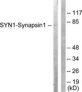 Anti-Synapsin I Rabbit Polyclonal Antibody