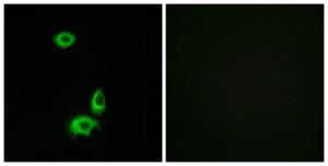 Immunofluorescence analysis of HUVEC cells using Anti-OR56B1 Antibody. The right hand panel represents a negative control, where the antibody was pre-incubated with the immunising peptide.