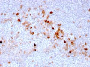 Immunohistochemical analysis of formalin-fixed, paraffin-embedded human tonsil using Anti-CD105 Antibody [ENG/3269]