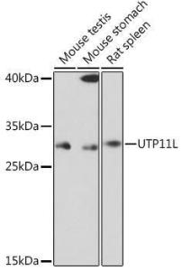 Western blot analysis of extracts of various cell lines, using Anti-UTP11L Antibody (A309010) at 1:1,000 dilution