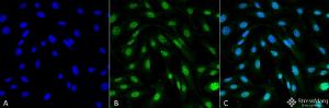 Immunocytochemistry/Immunofluorescence analysis of mouse fibroblast cell line (NIH 3T3), fixed in 4% formaldehyde for 15 min at room temperature, using Anti-MDC1 Antibody [P2B11] (A304945), at 1:100 for 60 minutes at room temperature