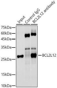 Immunoprecipitation analysis of 300µg extracts of PC-3 cells using 3µg of Anti-BPR Antibody [ARC2334] (A306086). This Western blot was performed on the immunoprecipitate using Anti-BPR Antibody [ARC2334] (A306086) at a dilution of 1:500.