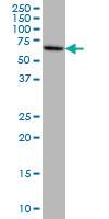 Anti-EPM2AIP1 Mouse Monoclonal Antibody [clone: 3H7]