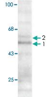 Anti-THRA Mouse Monoclonal Antibody [clone: 1718]