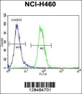 Anti-FX4L1 Rabbit Polyclonal Antibody