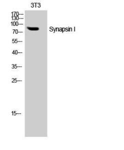 Anti-Synapsin I Rabbit Polyclonal Antibody