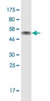 Anti-ZNF511 Mouse Monoclonal Antibody [clone: 3G1]