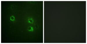 Anti-Synapsin I Rabbit Polyclonal Antibody