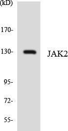 Western blot analysis of the lysates from COLO205 cells using Anti-JAK2 Antibody