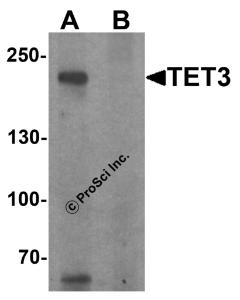 Western blot analysis of TET3 in SK-N-SH cell lysate with TET3 antibody at 1 &#956;g/ml in (A) the absence and (B) the presence of blocking peptide.