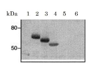 Anti-FCER1A Antibody