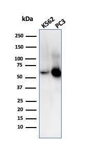 Western blot analysis of K562 and PC3 cell lysates using Anti-SERBP1 Antibody [SERBP1/3509]