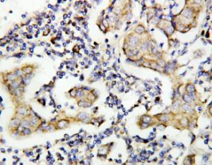 Anti-Caspase-8 (P10) Rabbit Polyclonal Antibody